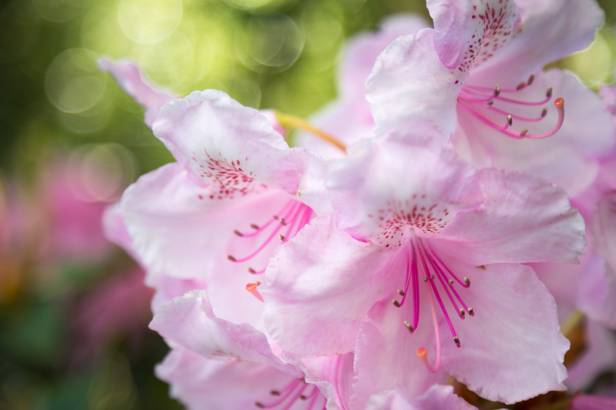 Kaj moramo vedeti, da bomo lahko skrbeli za rododendron?