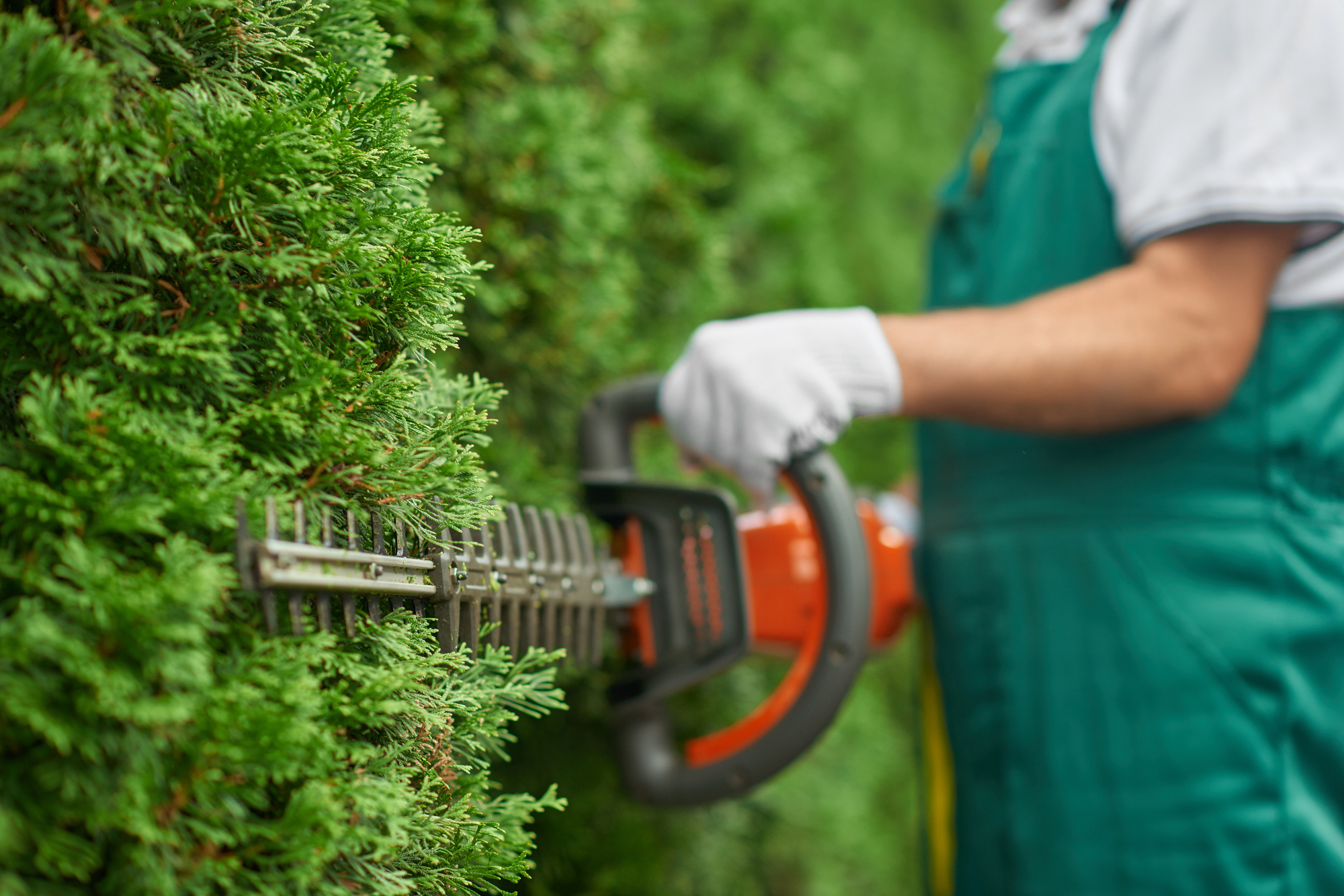 Kaj so vrtnarske storitve in kako vam lahko koristijo?